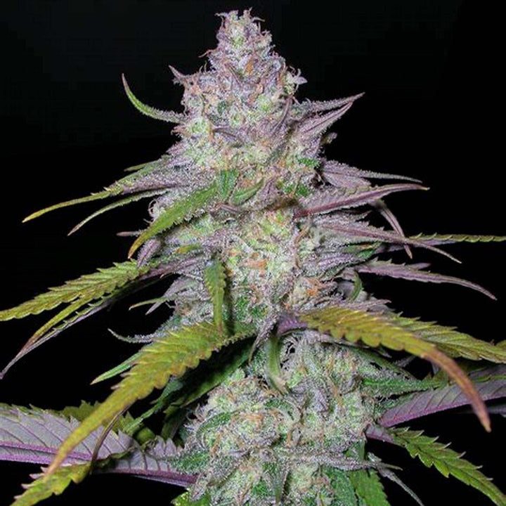 Purple Haze feminisierte Cannabis Samen – hochwertige Sativa-Sorte mit hohem THC-Gehalt