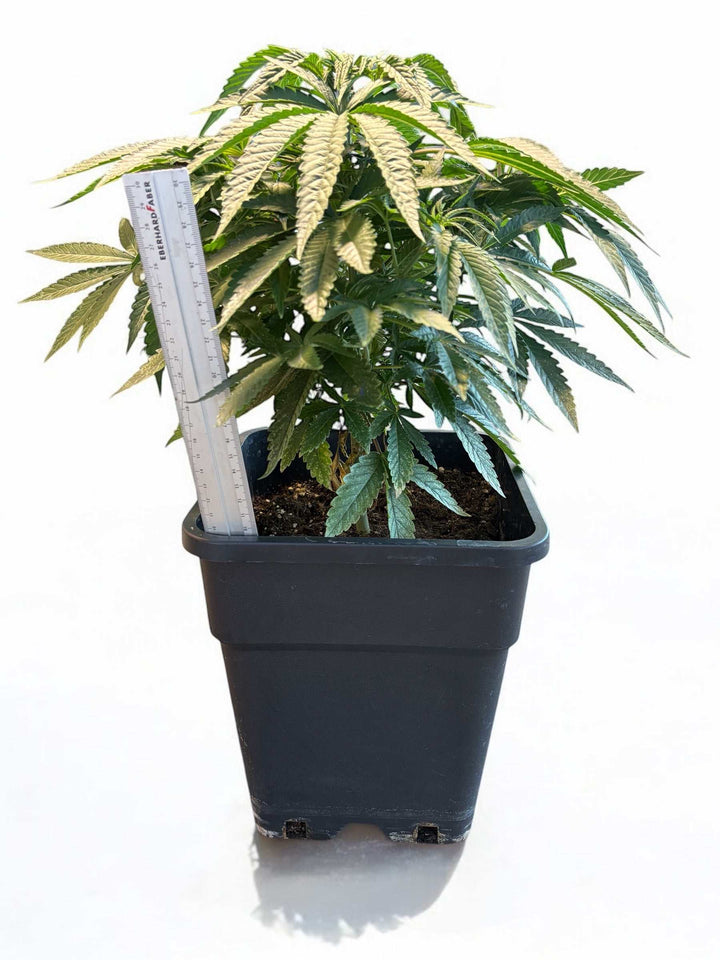 Amnesia Haze Sämling
