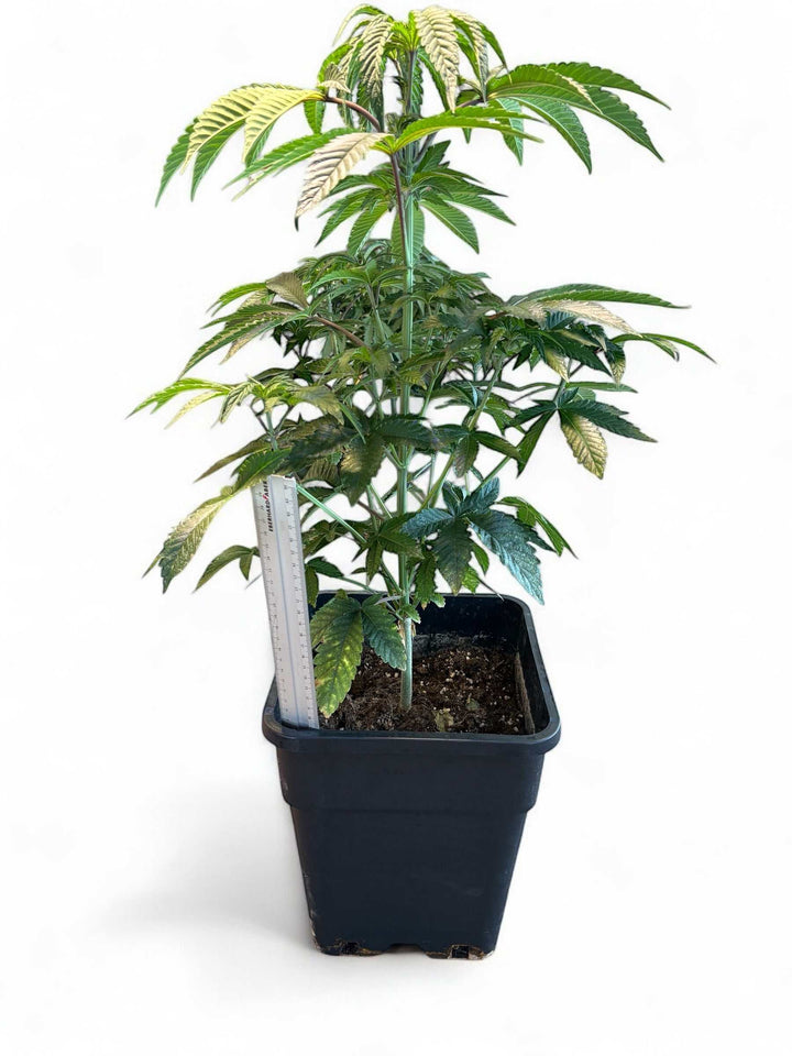 Amnesia Haze Sämling