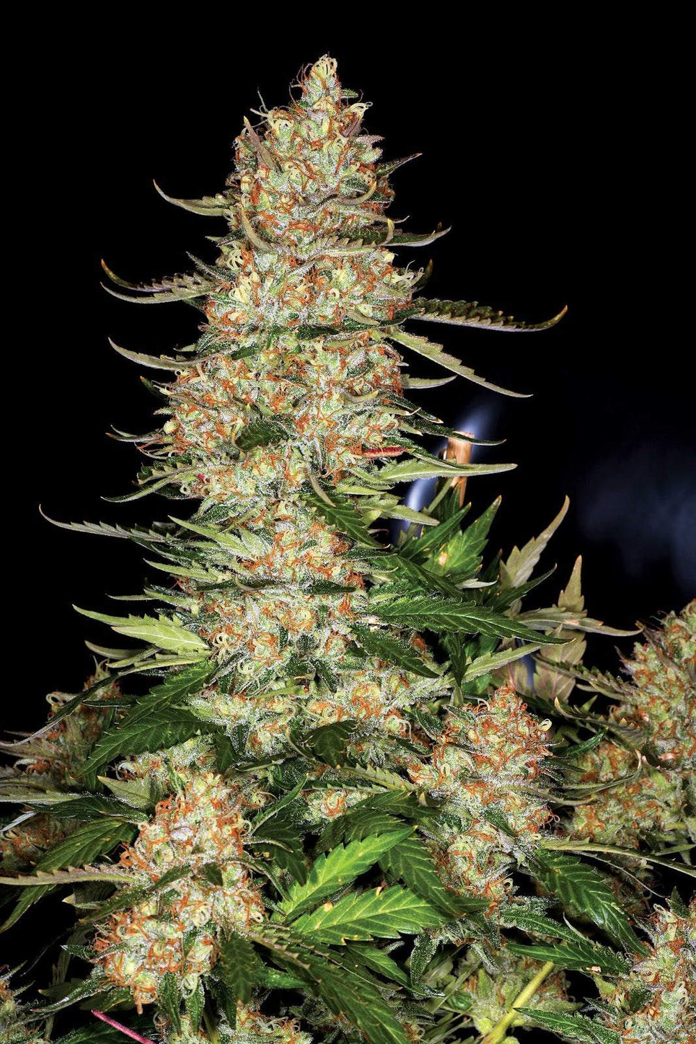 Northern Lights Autoflowering Pflanzen in voller Blüte – kompakt und buschig, ideal für Indoor-Anbau.