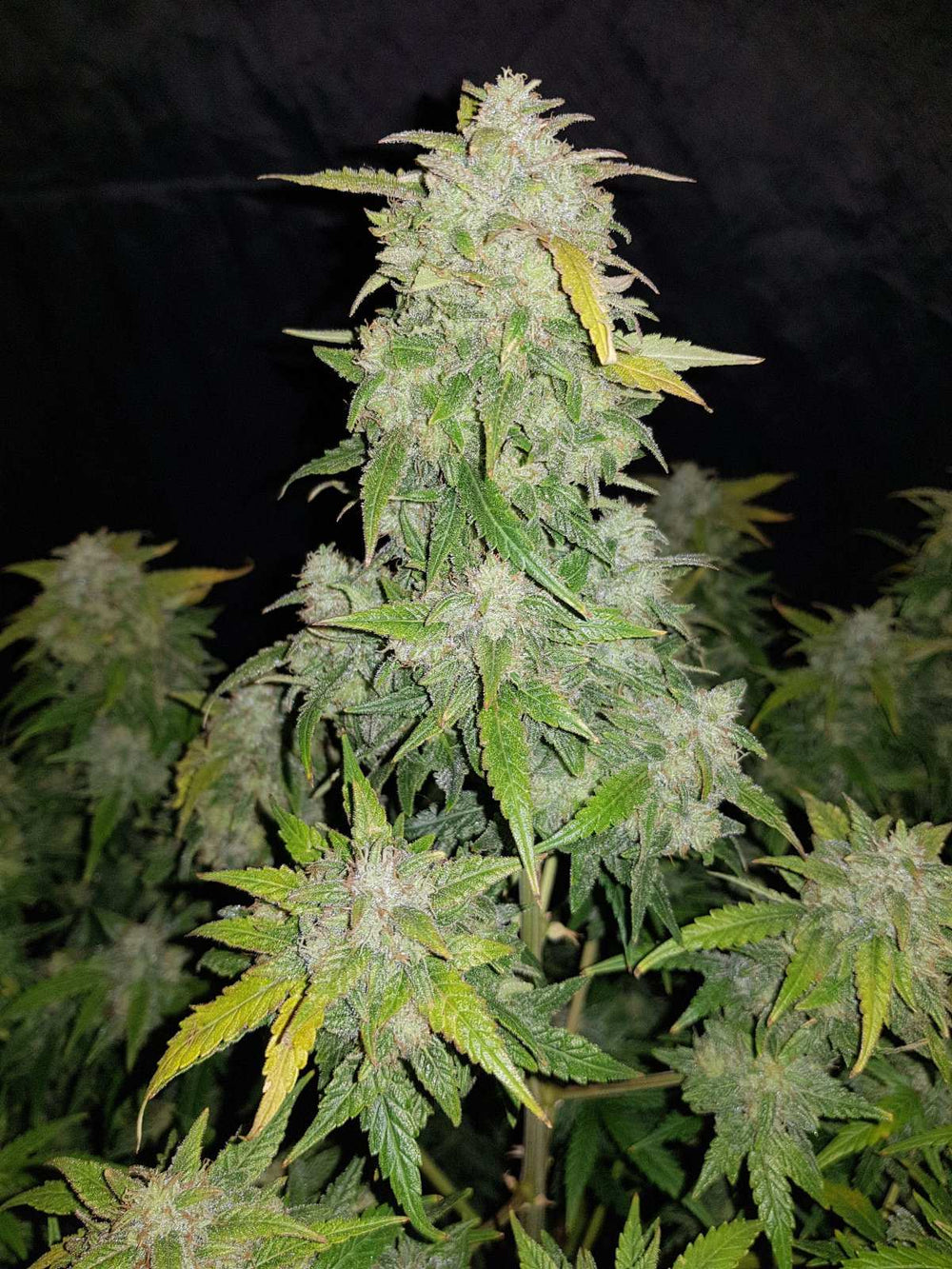 Amnesia Haze | 22 - 29% THC - Brain Chill