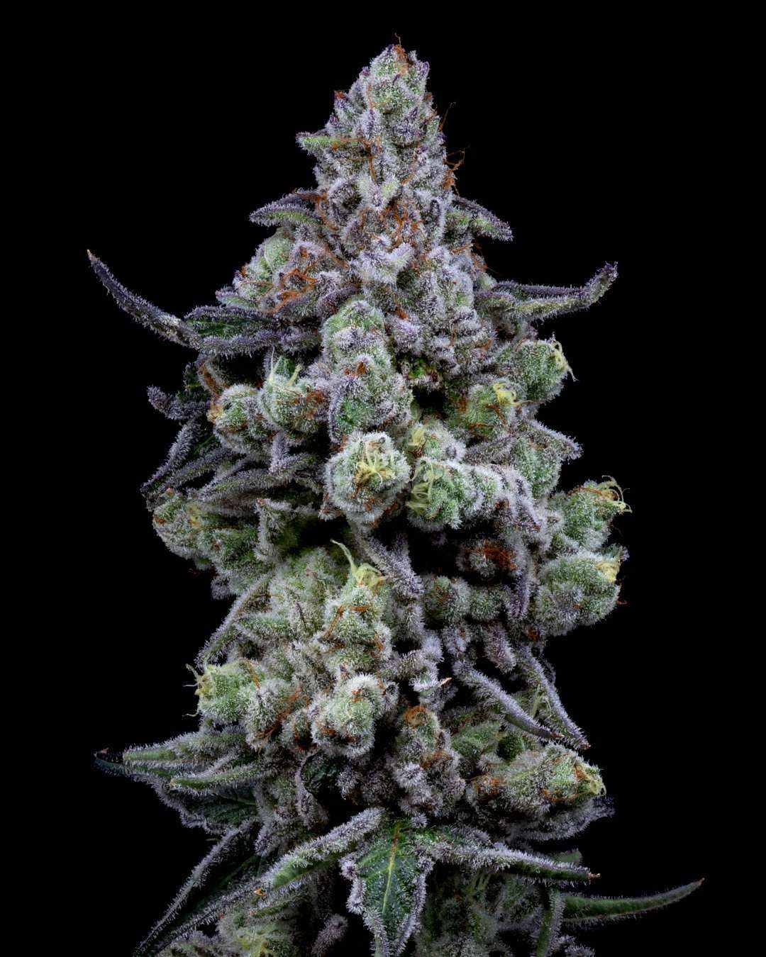Cali Runtz | 22 - 29% THC - Brain Chill