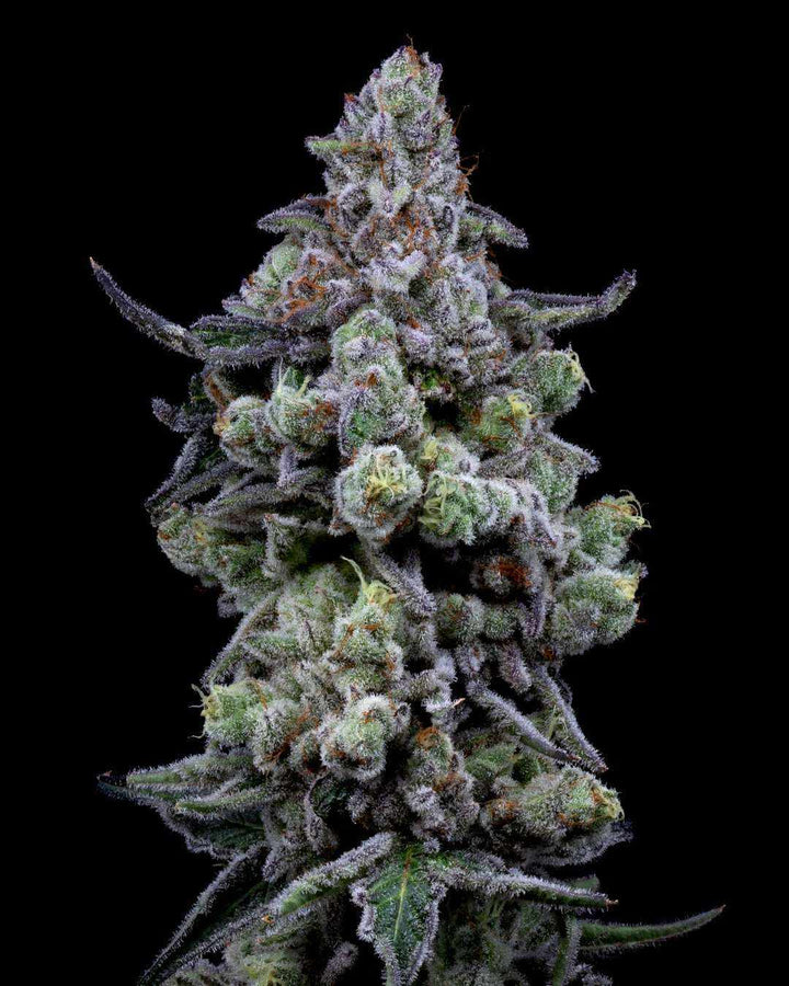 Cali Runtz | 22 - 29% THC - Brain Chill