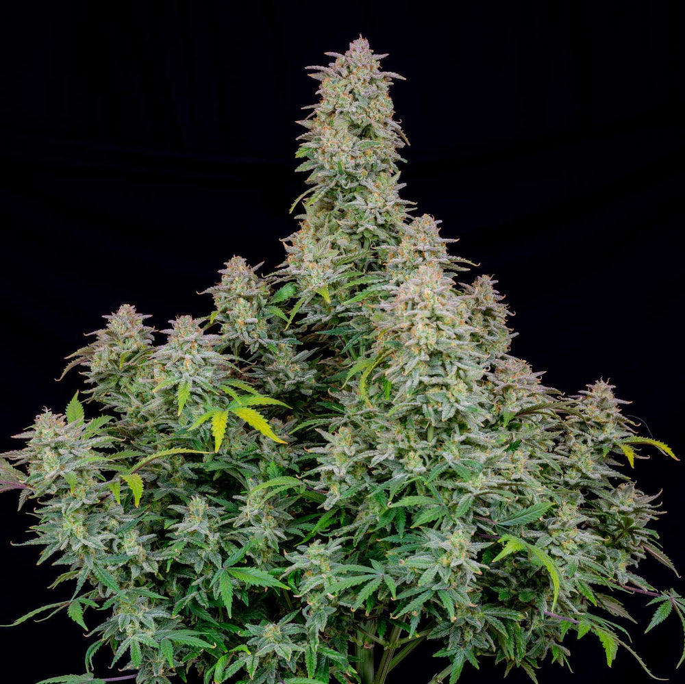 Cali Runtz | 22 - 29% THC - Brain Chill