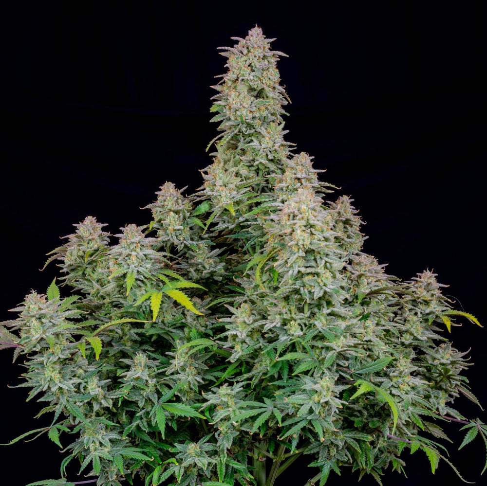 Cali Runtz | 22 - 29% THC - Brain Chill