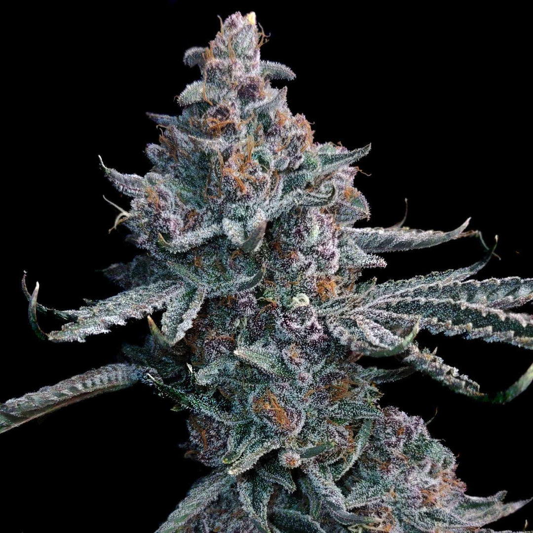 Cali Runtz | Automatic | 22 - 29% - Brain Chill