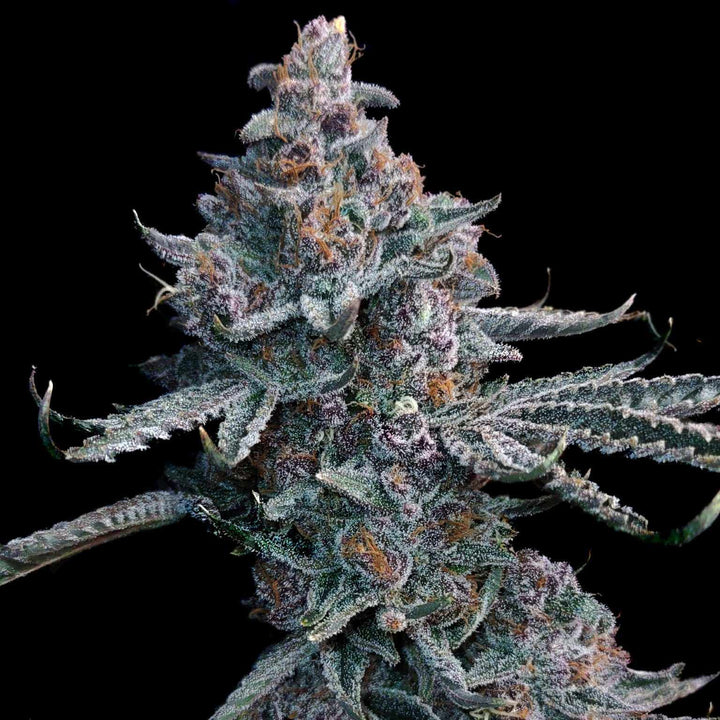 Cali Runtz | Automatic | 22 - 29% - Brain Chill