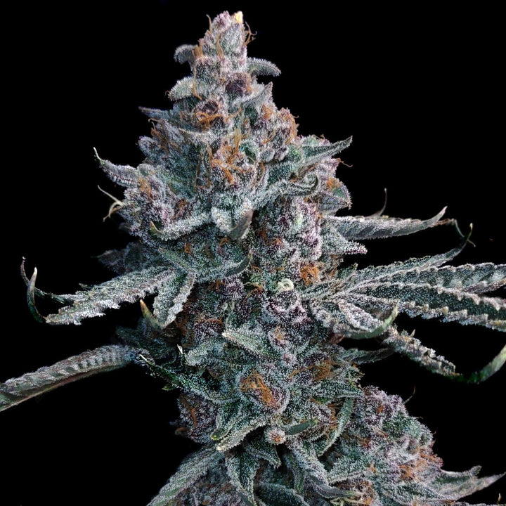 Cali Runtz | Automatic | 22 - 29% THC - Brain Chill
