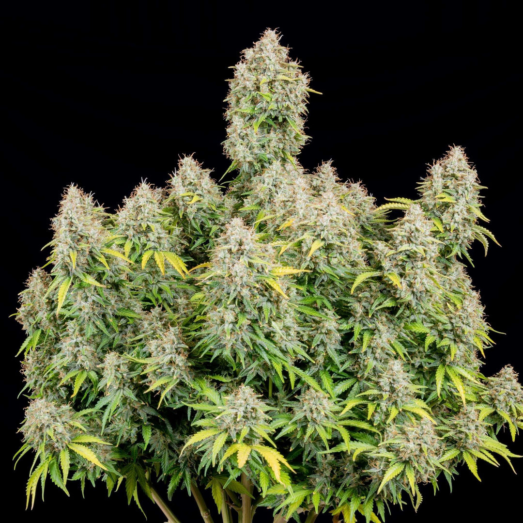 Cali Runtz | Automatic | 22 - 29% THC - Brain Chill