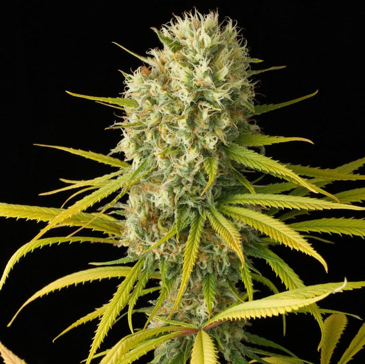 Amnesia Haze Samen von Brain-Chill – Feminisierte Cannabissamen mit 70% Sativa und 22-29% THC