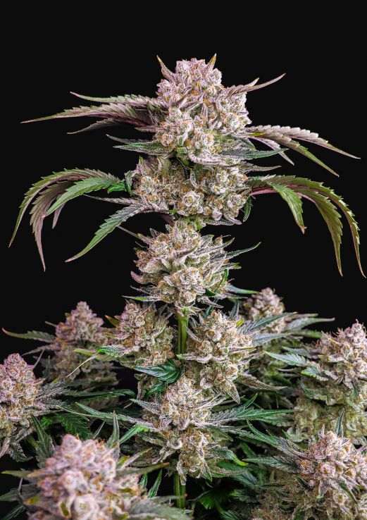 Gorilla Glue | Automatic | 14 - 26% THC - Brain Chill