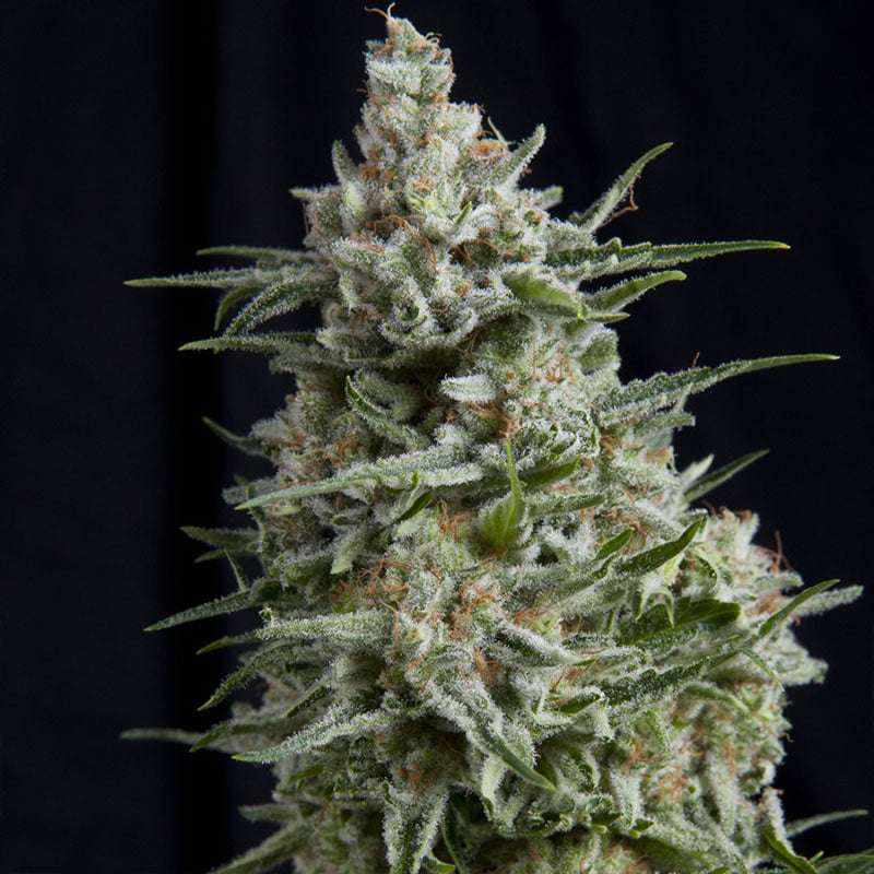 Northern Lights | Automatic | 16 - 21% THC - Brain Chill