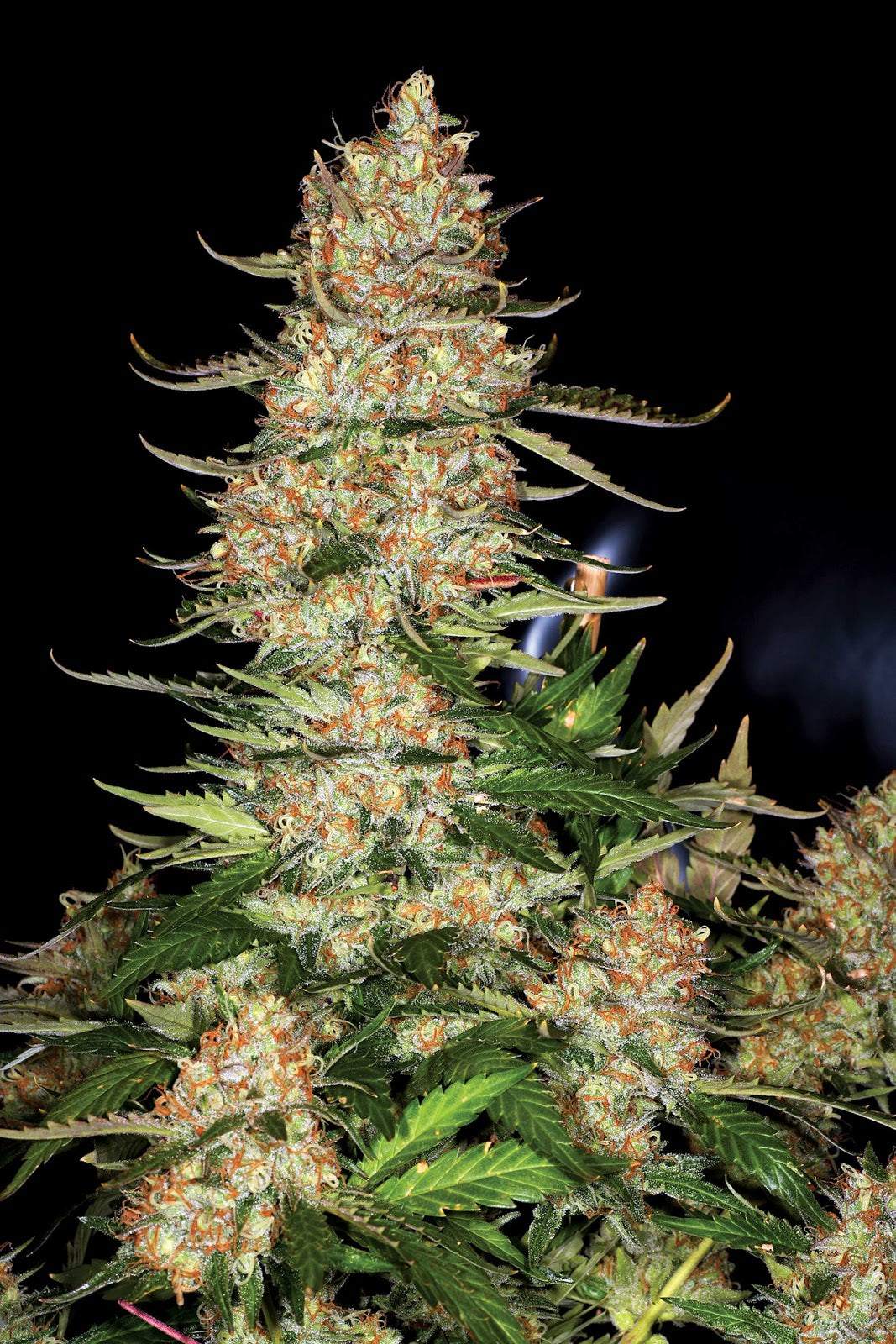 Northern Lights | Automatic | 16 - 21% THC - Brain Chill