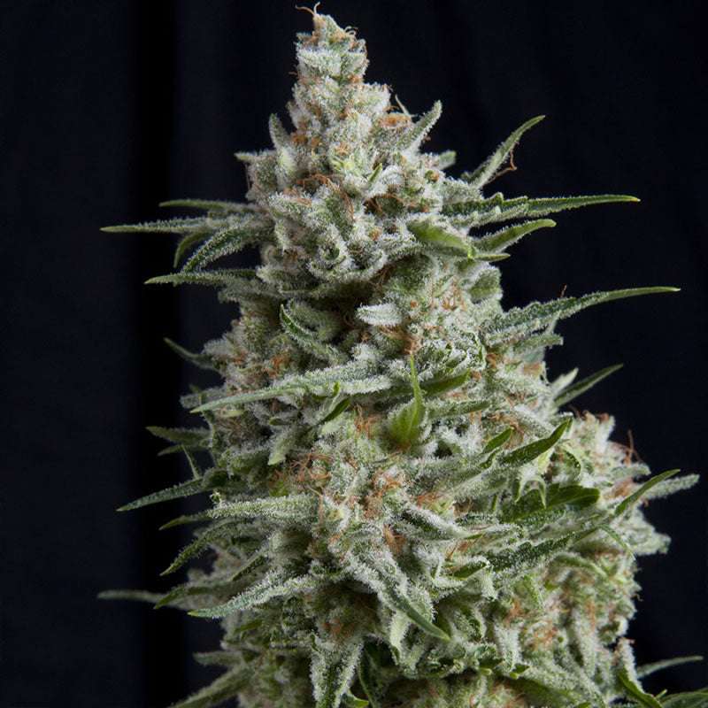 Northern Lights | Automatic | 16 - 21% THC - Brain Chill