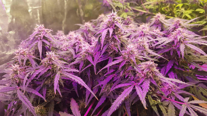 Purple Haze | Automatic | 16 - 20% THC - Brain Chill