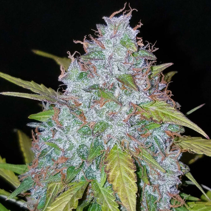 Purple Haze | Automatic | 16 - 20% THC - Brain Chill