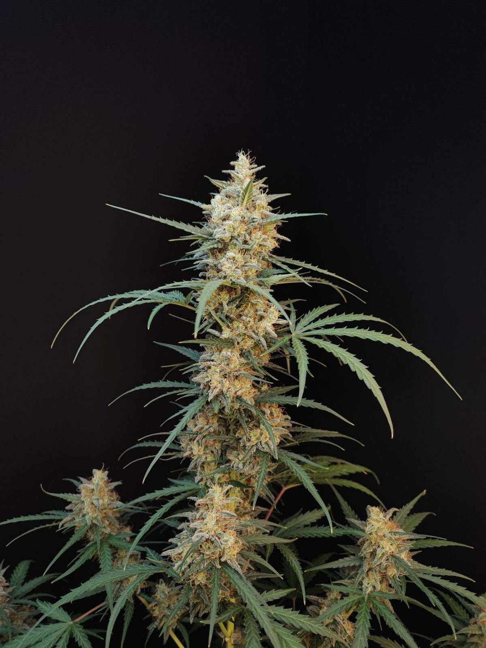 Sour Diesel | 17 - 23% THC - Brain Chill