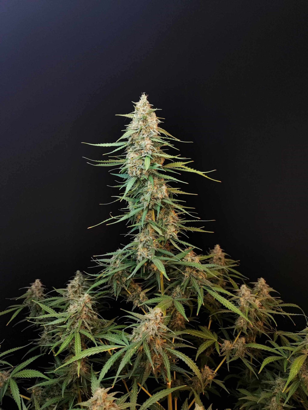 Sour Diesel | Automatic | schnelle Ernte | 14 - 19% THC - Brain Chill