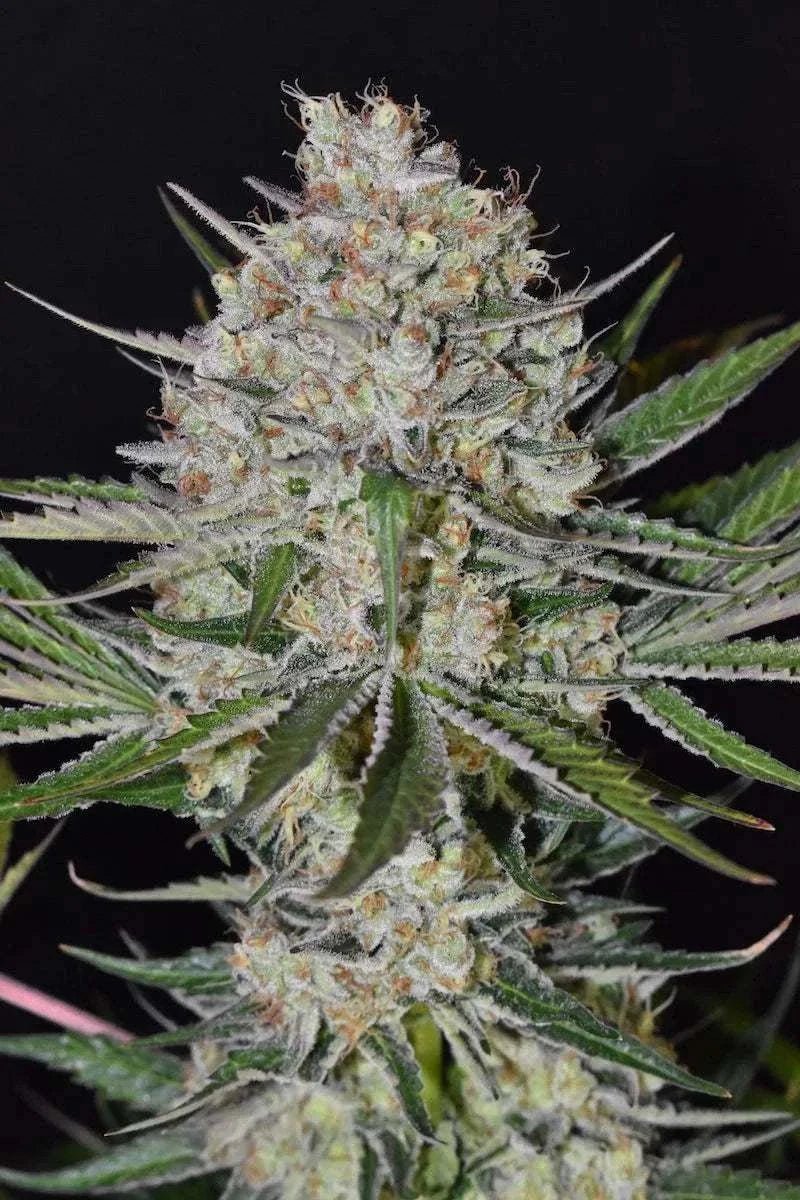 Strawberry Haze | 15 - 24% THC - Brain Chill