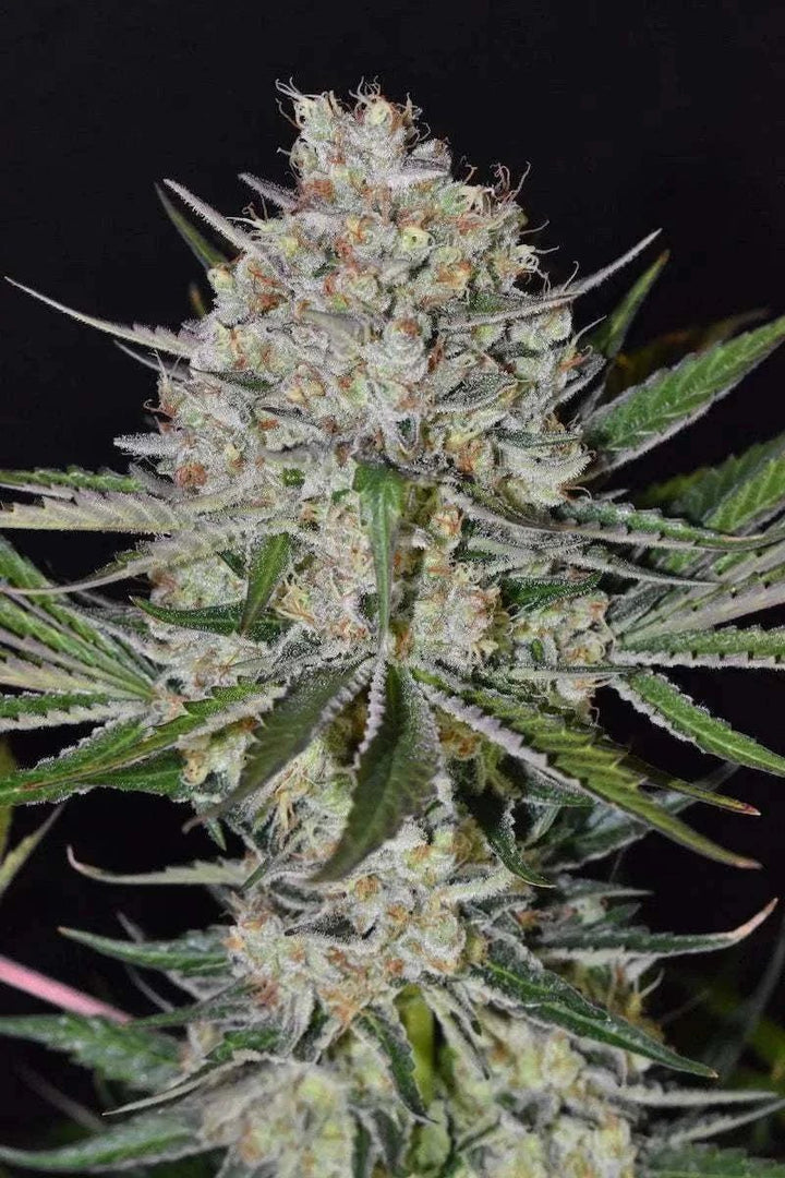 Strawberry Haze | 15 - 24% THC - Brain Chill