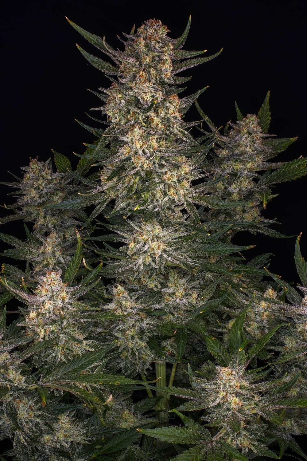 Strawberry Haze | 15 - 24% THC - Brain Chill