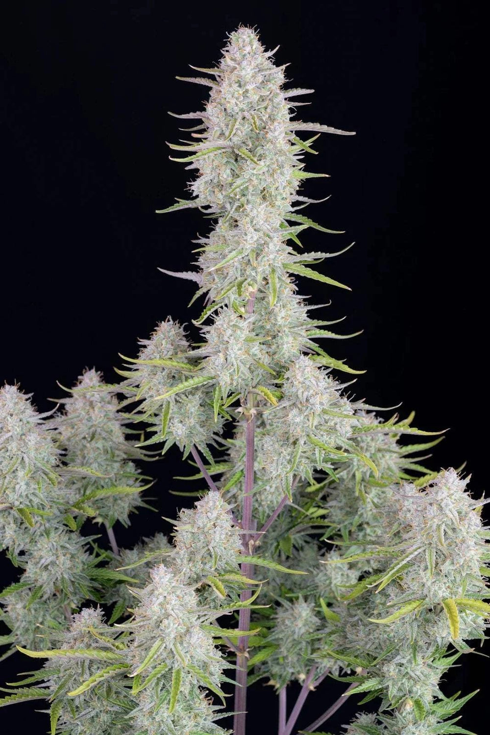 Super Silver Haze | 20 - 25% THC - Brain Chill