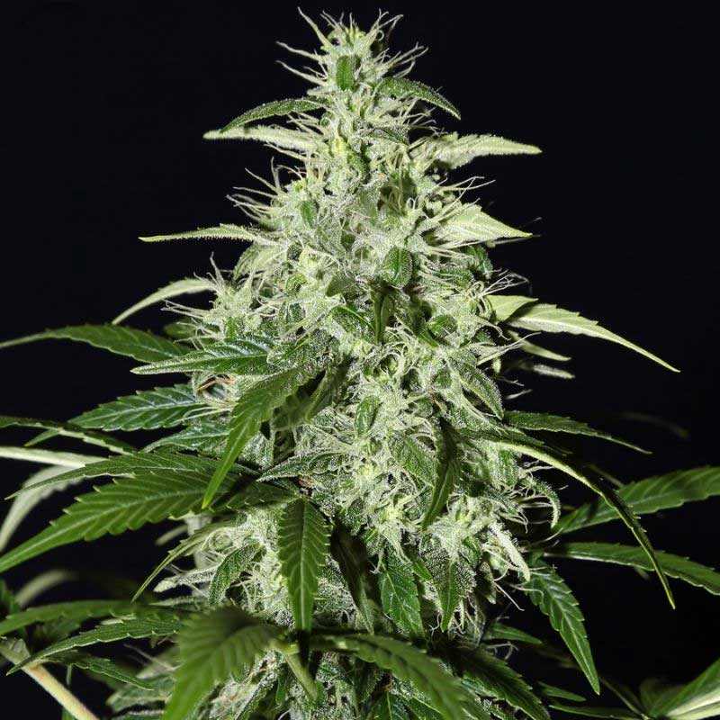 Super Silver Haze | 20 - 25% THC - Brain Chill