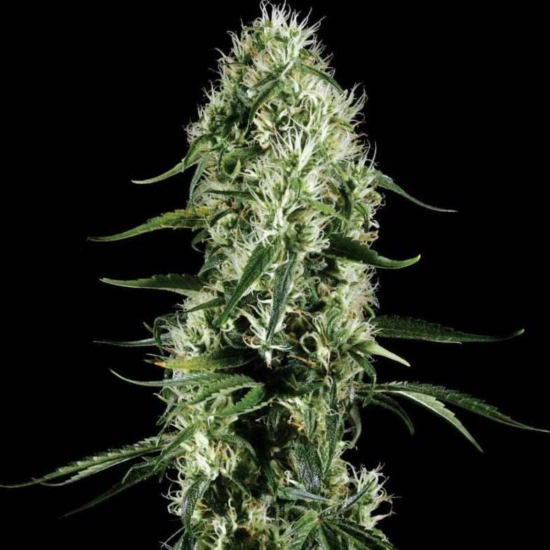 Super Silver Haze | Automatic | Schnelle Ernte | 20 - 25% THC - Brain Chill