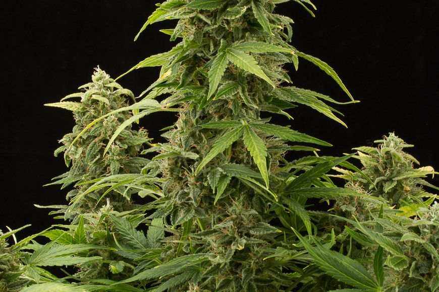 Super Silver Haze | Automatic | Schnelle Ernte | THC 20 - 25% - Brain Chill