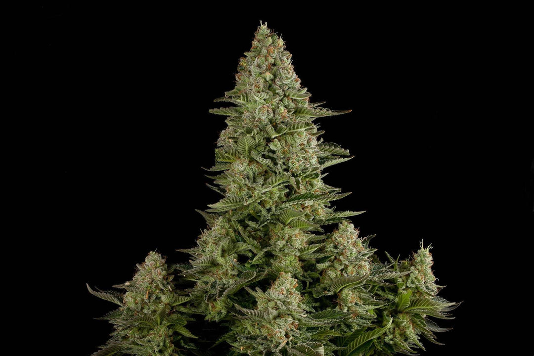 White Widow | Automatic | Schnelle Ernte | 18 - 25% THC - Brain Chill