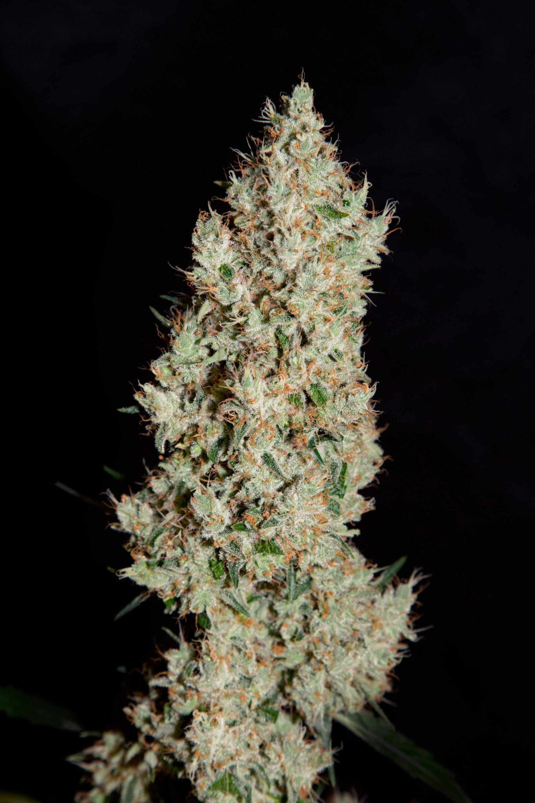 White Widow | Automatic | Schnelle Ernte | 18 - 25% THC - Brain Chill